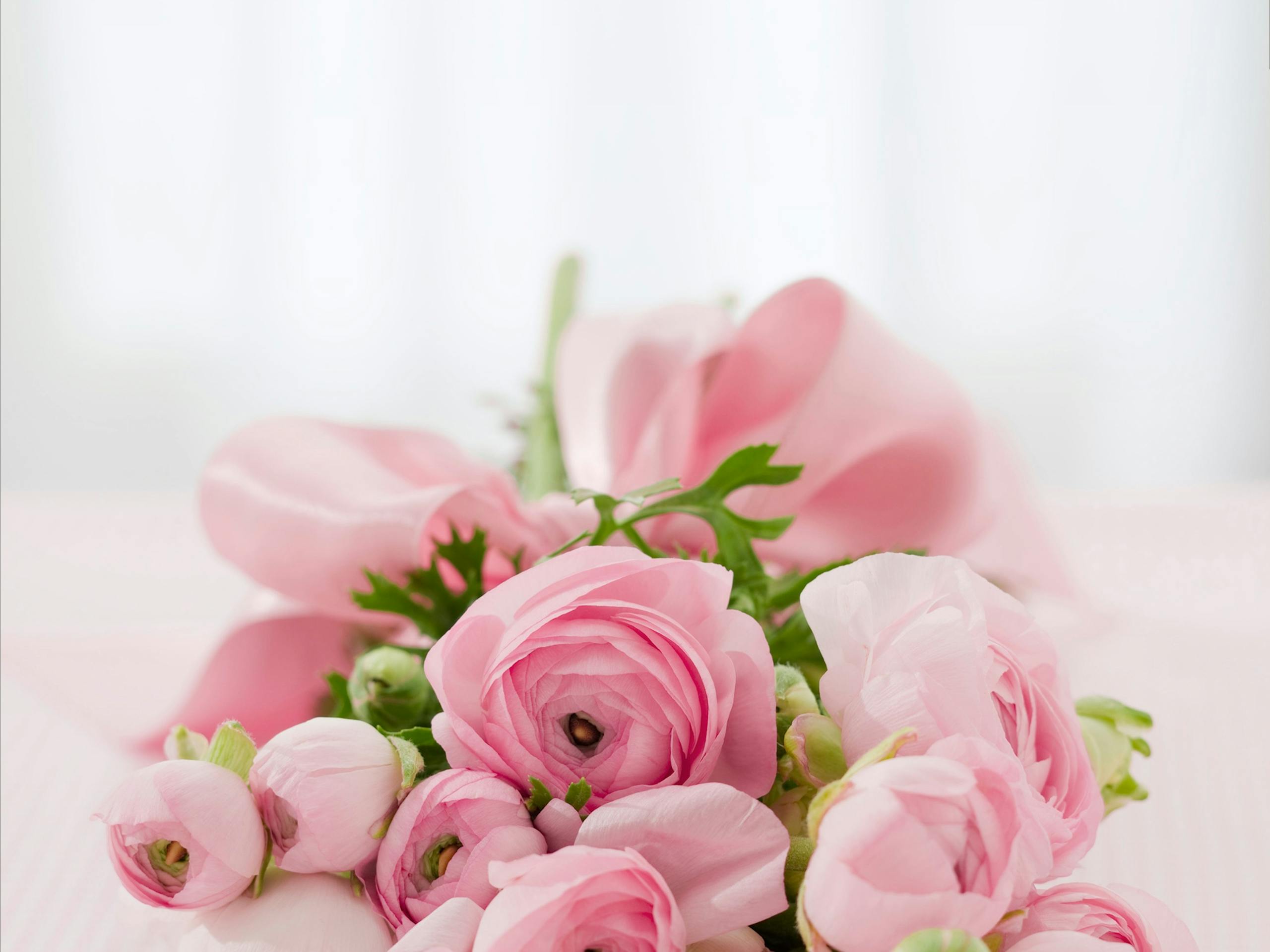 A beautiful close-up of a pink ranunculus bouquet, perfect for backgrounds or floral designs.